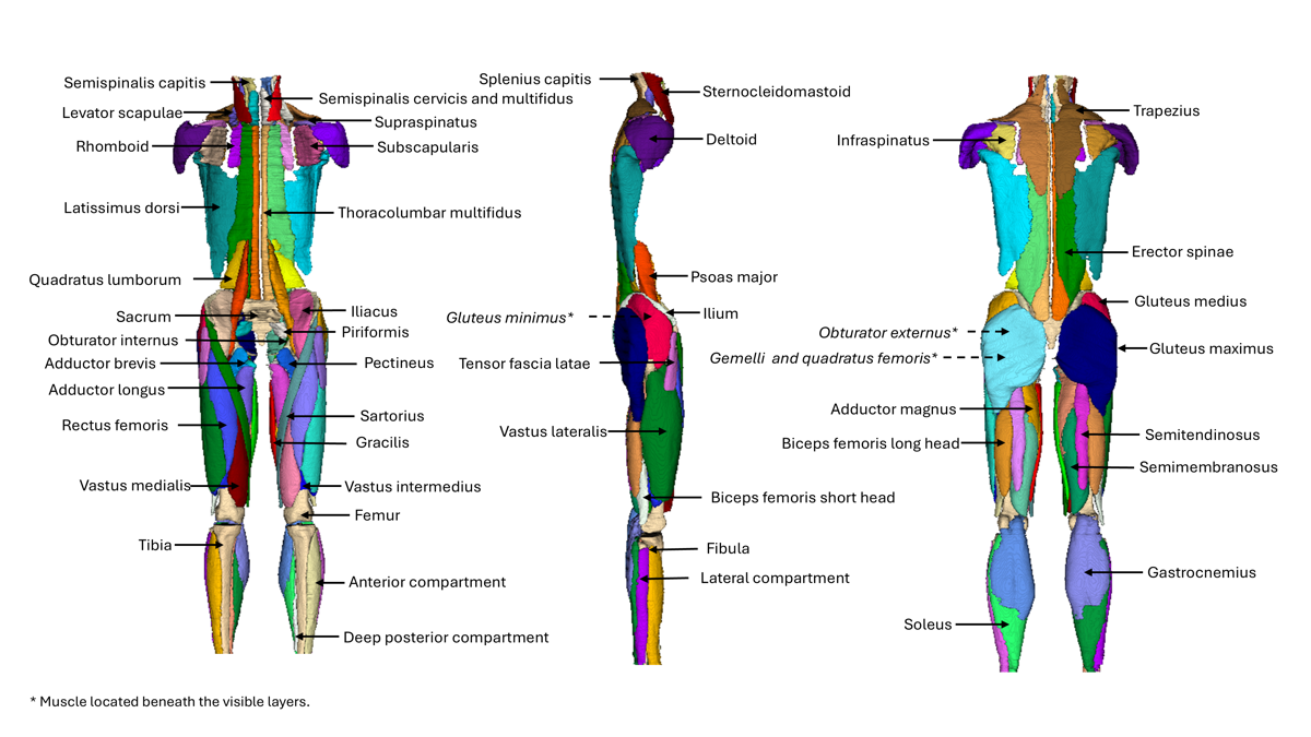 MuscleMap muscle anatomy diagram